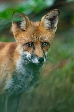 Ein Rotfuchs
