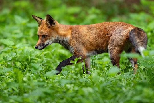 Ein Rotfuchs