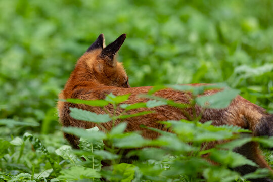 Ein Rotfuchs