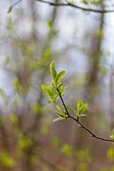 green leaves on a branch