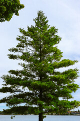 Single pine tree on the land of Alexandria Bay, New York, USA.