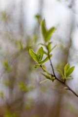 green leaves on a branch