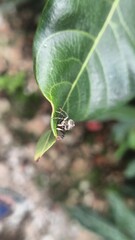 Close ip of spider on leaf