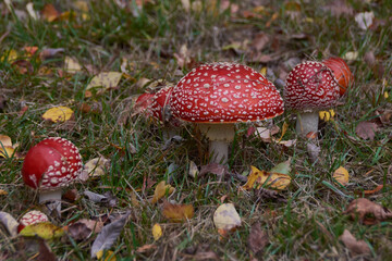 Fliegenpilze im Herbst