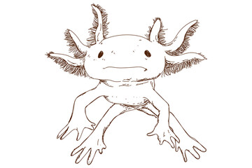 Cute axolotl sketch, vintage engraving, hand drawn