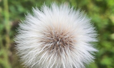 dandelion on green background