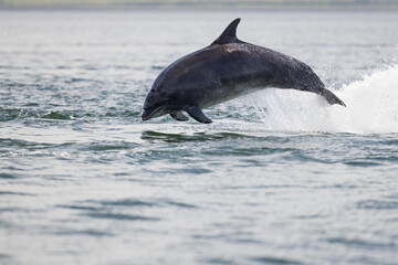adult bottlenose dolphin breach
Wild Tursiops truncatus bottlenose dolphins swimming free in Scotland in the Moray firth wild hunting for salmon