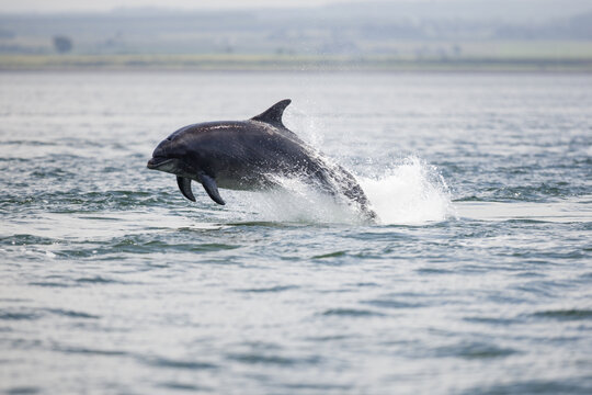 Adult Bottlenose Dolphin Breach. Wild Tursiops Truncatus Bottlenose Dolphins Swimming Free In Scotland In The Moray Firth Wild Hunting For Salmon