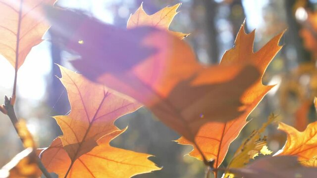 Colourful Autumn Leaves in Bright Sunlight Close Up Shallow DOF Bokeh