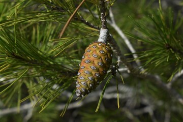 
A black pine cone in the forest