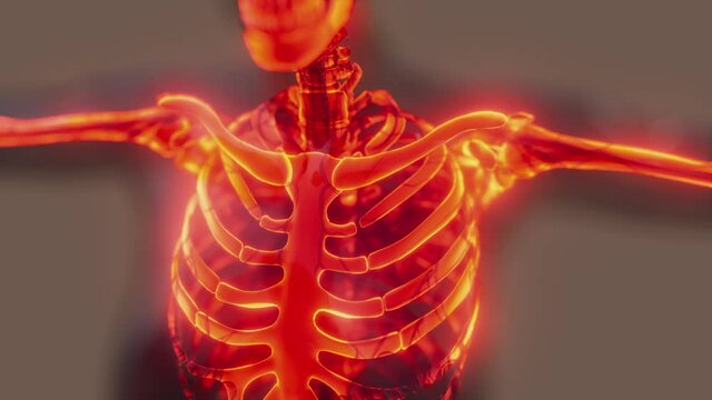glow skeletal bones of human