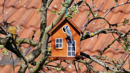 Blaumeise vor selbstgebautem Nistkasten im heimischen Garten