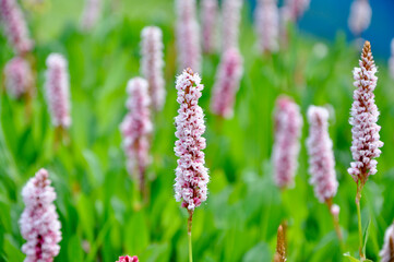 Amphibious bistort (Persicaria affinis, Persicaria affinis Superba, Polygonum affine, Bistorta...