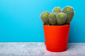 Cactus in orange pot on a blue background.