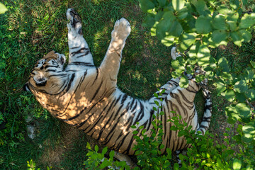 The Republic of Crimea. July 17, 2021. A tigress sleeps in an enclosure on the grass in the Taigan Lion Park in the city of Belogorsk.