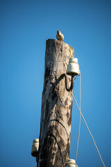A lone sparrow on top of an old electric pole with line insulators against the clear blue sky. Wildlife, animals, electricity, communication and environment.