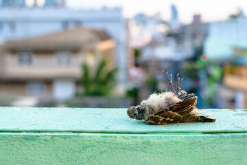 Dead sparrow, dried corpse of sparrow on the roof top of the building in the city