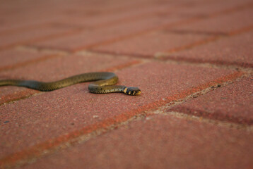 close up of a lizard