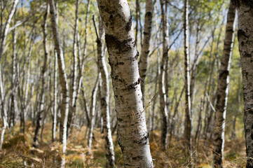Birch forest background