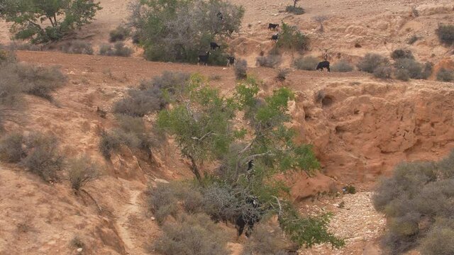 Herd of Goats Climbing Argania Trees and Feeding on Desert in Morocco, Africa