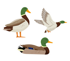 Ducks are flying on hunting. Set of flat cartoon colorful ducks with green heads. Vector illustration sweeming and standing pond birds isolated on white background. - obrazy, fototapety, plakaty