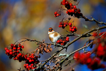 Goldfinches feasting on rowan berries