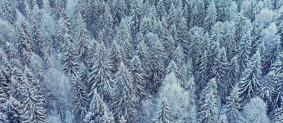 trees forest frost top view background, abstract drone view nature seasonal winter spruce