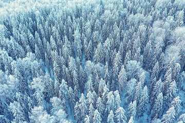 trees forest frost top view background, abstract drone view nature seasonal winter spruce
