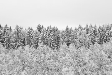 trees forest frost top view background, abstract drone view nature seasonal winter spruce
