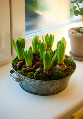Scandinavian-style Christmas decor. Hyacinths in the heel covered with green moss