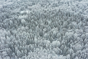 trees forest frost top view background, abstract drone view nature seasonal winter spruce