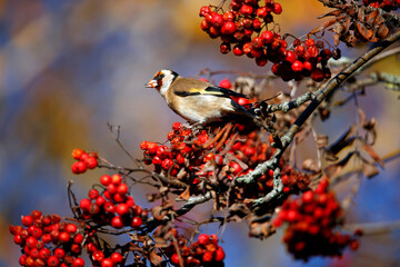 Goldfinches feasting on rowan berries