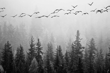 autumn fog landscape forest mountains, trees view mist