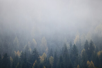 autumn fog landscape forest mountains, trees view mist