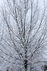 A tree covered with a thin layer of snow