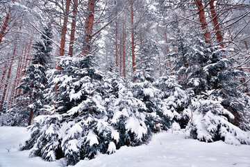 winter in a pine forest landscape, trees covered with snow, January in a dense forest seasonal view