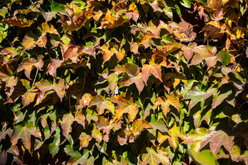 Autumn, yellow, red leaves on the wall. Background