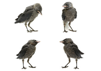 chick jackdaws on a white background