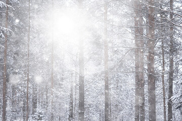 Fototapeta premium winter background snowfall trees abstract blurred white