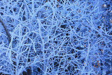 branches covered with frost background abstract winter december view