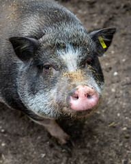 cute pig in the dirt