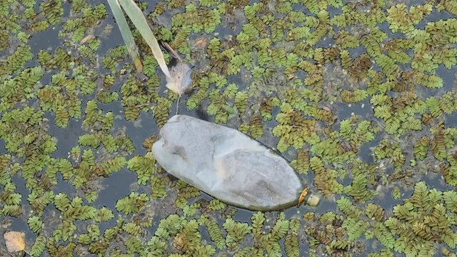 Plastic bottles swims on Floating Watermoss (Salvinia natans) in the coastal area in the delta Danube river. Plastics and other garbage thrown by tourists pollutes rivers and lakes.  Camera zooming
