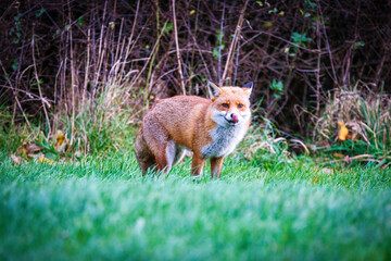 A red fox lips his lips and steps out from the bushes