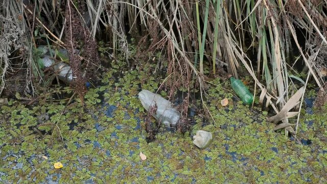 Plastic bottles swims on Floating Watermoss (Salvinia natans) in the coastal area in the delta Danube river. Plastic pollution.