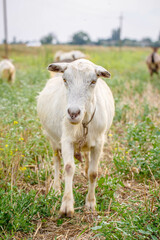 Naklejka na ściany i meble Close-up portrait of white adult goat grassing on green summer meadow field at village countryside
