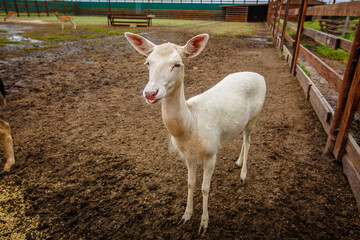 Pure white Fallow Deer in zoo