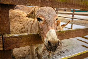 Friendly Donkey  in the paddock being social, contact farm, Donkey sticking face out of petting zoo fence.