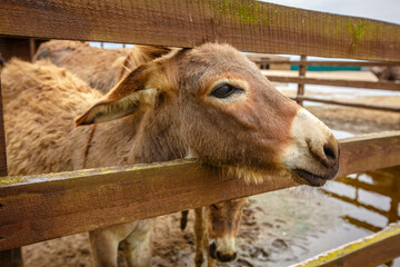 Friendly Donkey  in the paddock being social, contact farm, Donkey sticking face out of petting zoo fence.