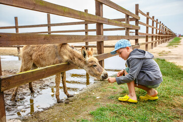 Little boy feeding donkey. Child in petting zoo. Kid having fun in farm with animals. Children and...