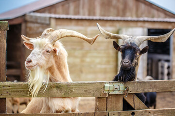Faces of goats close up. A funny white goat peeps out from behind an old wooden fence. The head of...